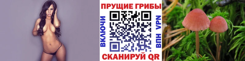 Купить закладки  Гатчина  Галлюциногенные грибы Psilocybe 
